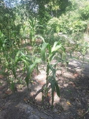 Zea mays