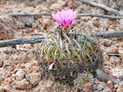 Echinofossulocactus dichroacanthus