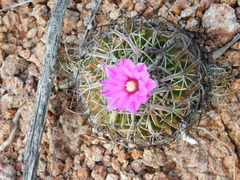 Echinofossulocactus dichroacanthus