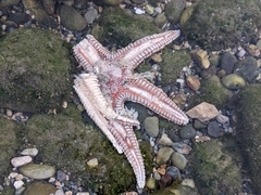 Astropecten aranciacus