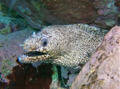Muraena lentiginosa