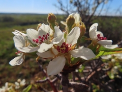 Pyrus bourgaeana