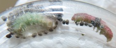 Lophoptera