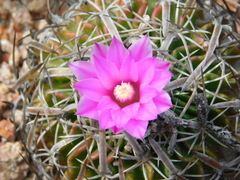 Echinofossulocactus dichroacanthus