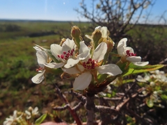 Pyrus bourgaeana