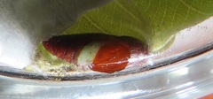 Lophoptera