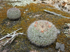 Mammillaria rhodantha