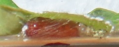 Lophoptera