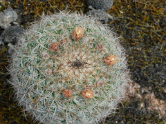 Mammillaria rhodantha