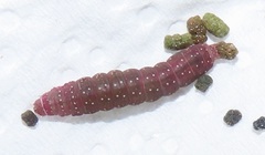 Lophoptera