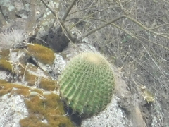 Ferocactus histrix