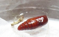 Lophoptera