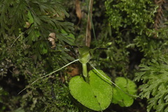 Corybas rivularis