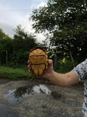 Kinosternon leucostomum