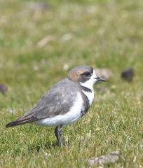 Charadrius falklandicus