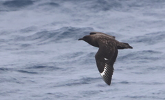 Stercorarius antarcticus
