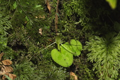 Corybas rivularis