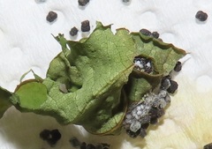 Lophoptera