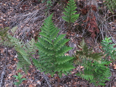 Rumohra adiantiformis