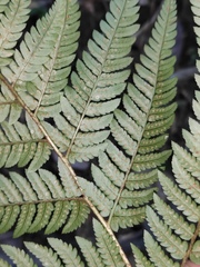 Dryopteris pacifica