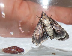 Lophoptera