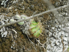 Ferocactus histrix