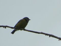 Phrygilus