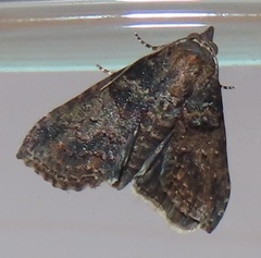 Lophoptera