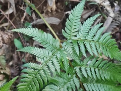 Dryopteris pacifica
