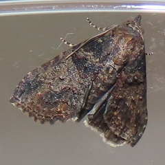 Lophoptera