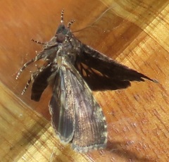 Lophoptera