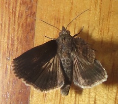 Lophoptera
