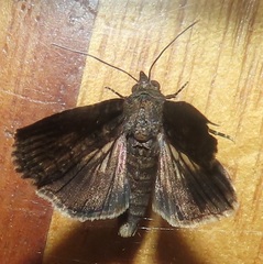 Lophoptera