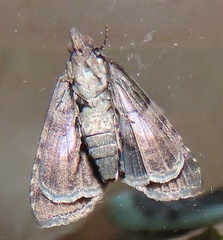 Lophoptera