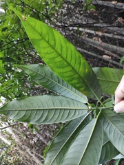 Lindera megaphylla