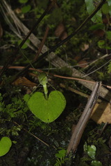 Corybas rivularis