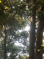 Alouatta seniculus