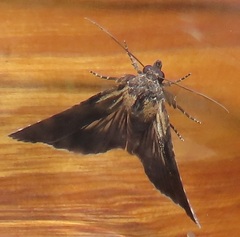 Lophoptera