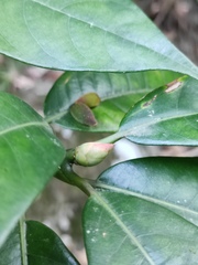 Lindera megaphylla