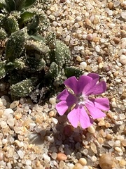 Silene littorea