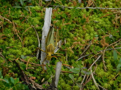 Taeniopoda tamaulipensis