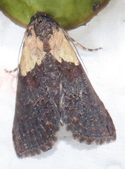 Lophoptera