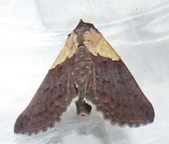 Lophoptera