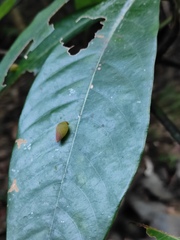 Lindera megaphylla