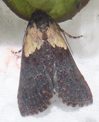 Lophoptera