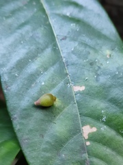 Lindera megaphylla