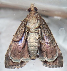 Lophoptera