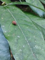 Lindera megaphylla