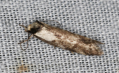 Palimmeces variegata