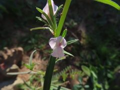 Misopates